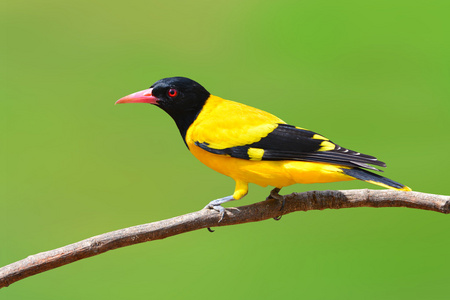 黑色连帽黄鹂鸟图片
