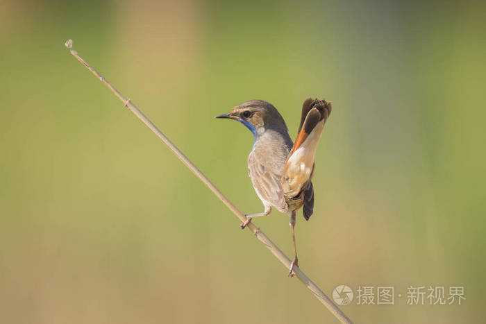 蓝喉鸟 歌 svecica cyanecula 显示