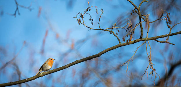 欧洲罗宾 Erithacus rubecula 被称为简单的罗宾或罗宾鸟