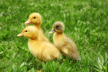 可爱的小鸭子在绿色草地上，特写