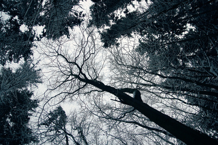 白雪皑皑的冬季森林图片