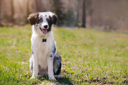 肖像可爱可爱蓝色梅尔边境牧羊犬的小狗在公园里