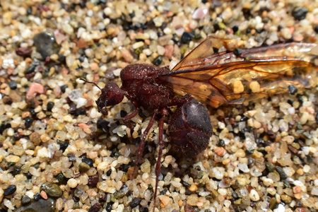 翼男无人机切叶蚁蚂蚁, 宏观关闭视图, 在海滩上死亡后, 与女王在波多黎各塔塔墨西哥的飞行。科学名雅墨西哥, 一种叶刀蚂蚁
