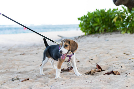 上海滩的巴厘岛，印度尼西亚玩耍的小犬狗。关闭了图像
