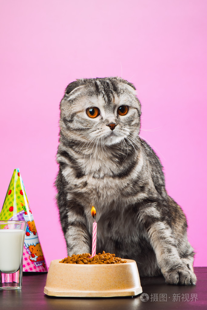 粉红的底色上生日猫