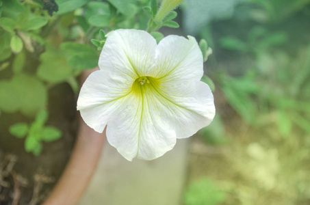 温室中的白色牵牛花.白矮牵牛植物照片