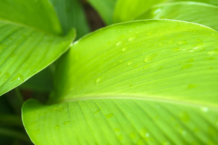 闭上美丽的绿叶雨水滴