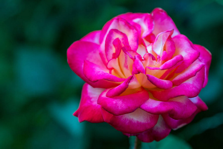 桃红色玫瑰灌木在夏天庭院或公园自然背景