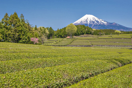 茶园和富士山在日本静冈