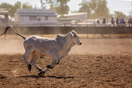 母牛的牛仔图片-母牛的牛仔素材-母牛的牛仔插画-摄图新视界