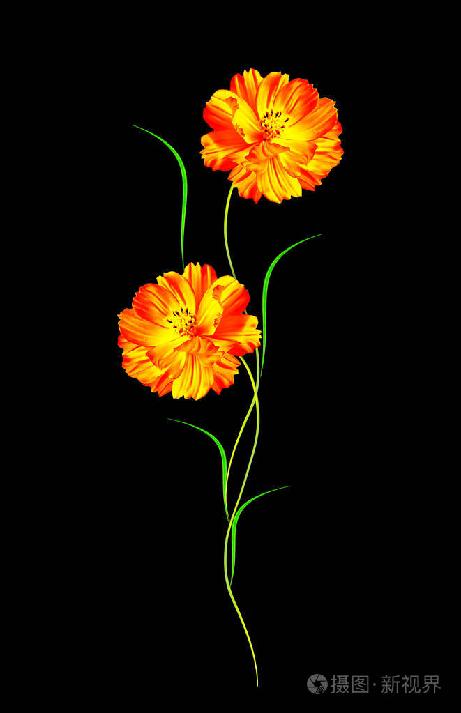 孤立在黑色背景上的雏菊夏天花