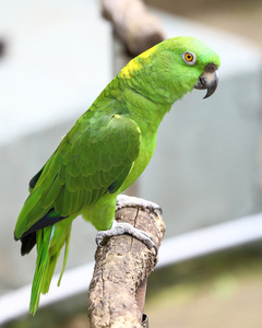 绿鹦鹉鸟