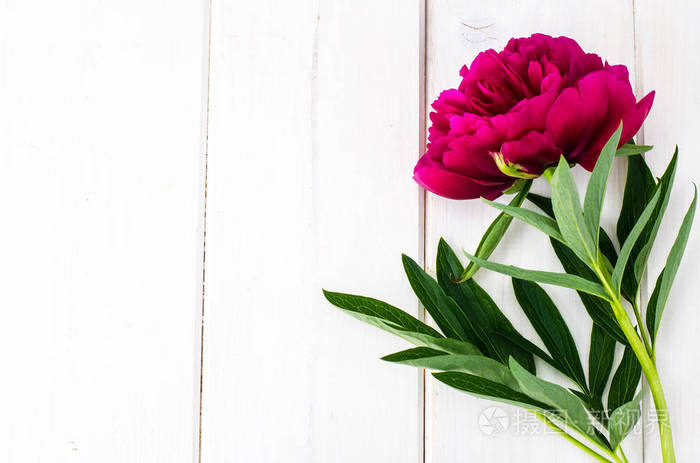 白色木桌上的花园花照片 正版商用图片0pglim 摄图新视界