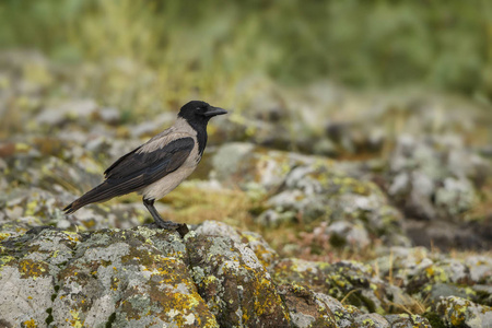 披头乌鸦乌鸦 cornix, 美丽的黑色和灰色乌鸦从欧洲林地, 东部 Rodope 山脉, 保加利亚