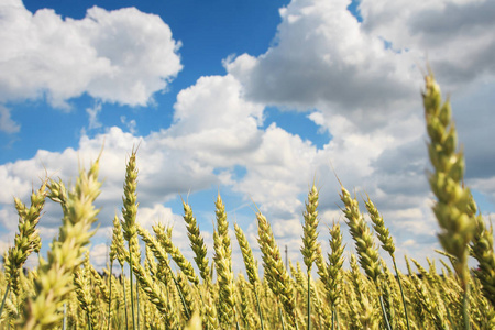 成熟的黄色金色的小麦对蓝天白云。收获概念。小麦籽粒的收获。阳光灿烂的夏日麦田