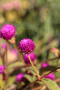 Gomphrena 棕在佛罗里达那不勒斯的花园里绽放紫色花朵