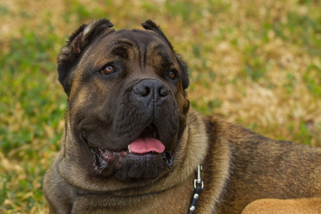 纯种大棕色南部非洲巨型的狗品种南非獒.狗躺在绿色的草坪上照片