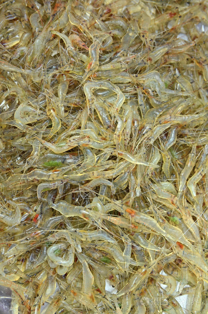 很多虾活着活着