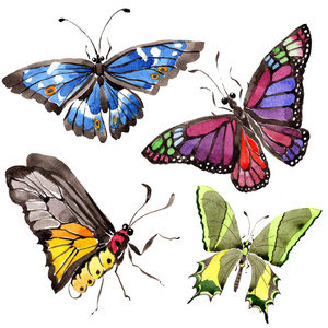 水彩画的背景, 质地, 包装图案或纹身的野生昆虫照片