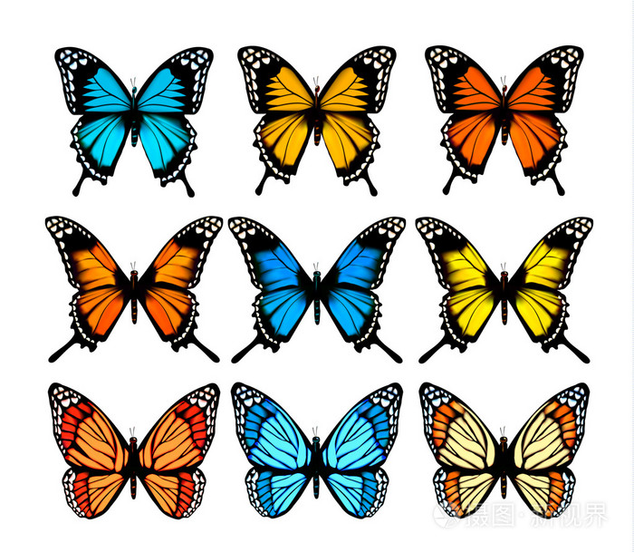 五颜六色的蝴蝶的大集合。矢量