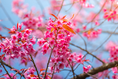 樱花花正在盛开的花朵，在泰国清迈