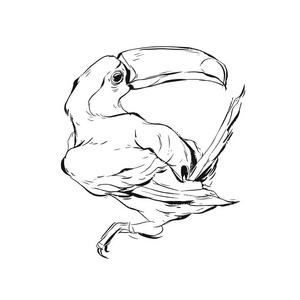 手工绘制矢量图形能上能下漆成白色背景上分离出的巨嘴鸟鸟素描图.