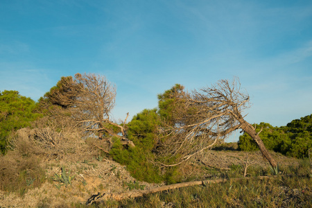 吹海风寒风凛冽的树视图照片