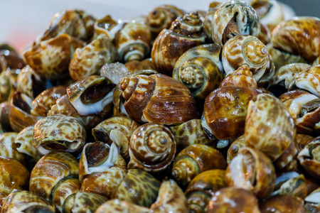 对方斑东风螺或斑点的巴比伦被置于海鲜照片