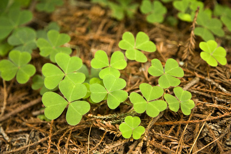 幸运三叶草图片