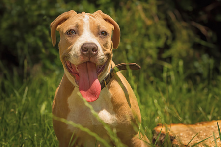 一只小狗在性质上的肖像关闭。比特犬