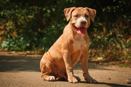 一只小狗在性质上的肖像关闭。比特犬