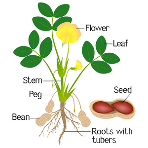 花生植物部分的插图