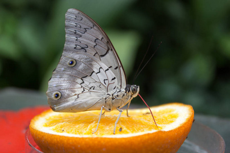 Caligo atreus 热带蝴蝶从橙色吸花蜜。在绿色背景上