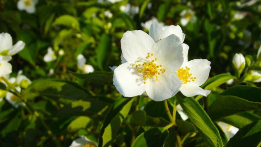 美丽的茉莉花花。春天开花树