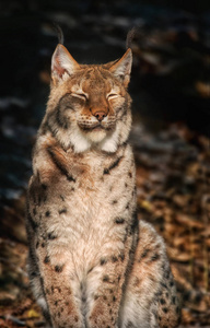 猞猁坐在阳光下和放松