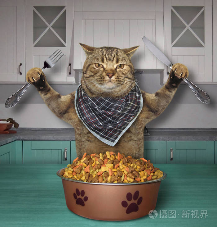 饥饿的猫拿着刀子和叉子在厨房里吃干饲料