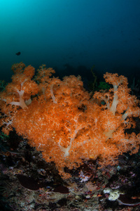 橙色珊瑚图片