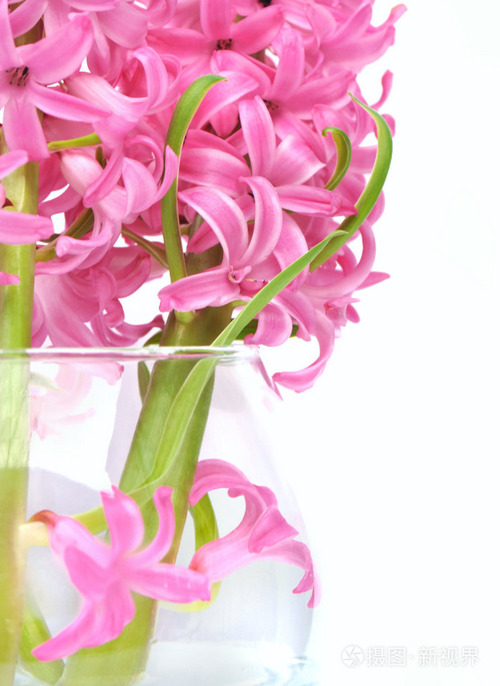 插在花瓶里的粉红色风信子