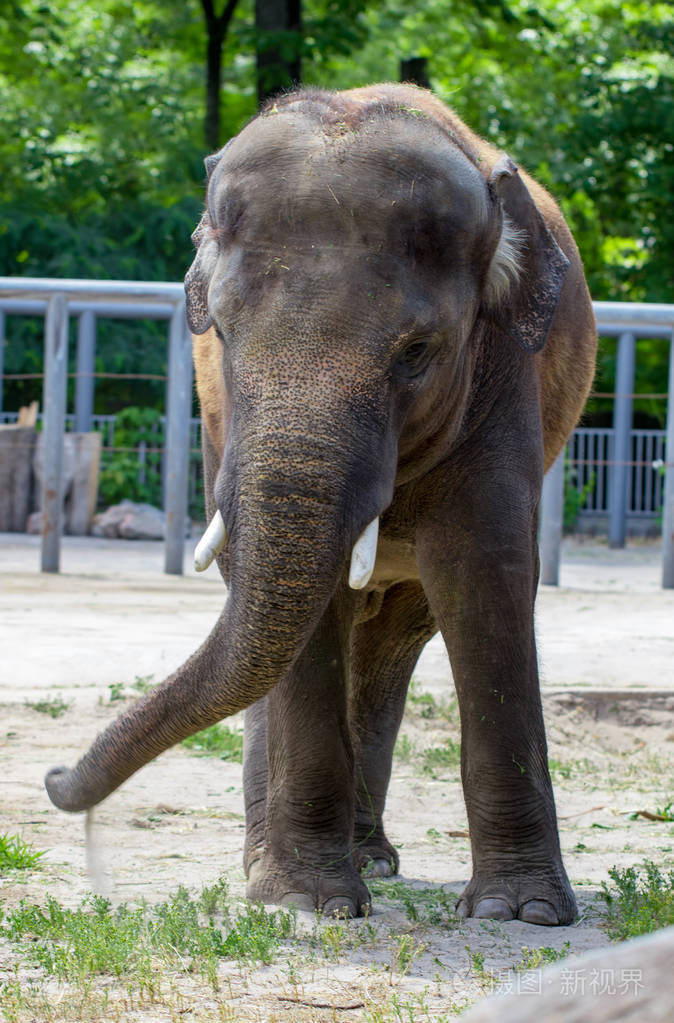 乌克兰基辅动物园的亚洲象