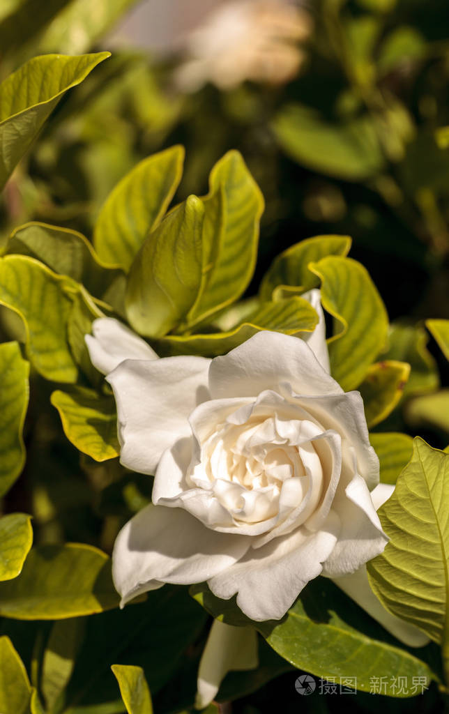 佛罗里达州那不勒斯春季花园中的白栀子花绽放