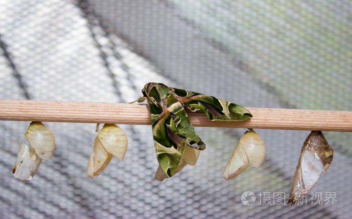Daphnis Nerii 夹竹桃鹰蛾或军青蛾是家庭天蛾科昆虫 飞蛾和蝴蝶罩一起在木头上照片 正版商用图片0ph7m4 摄图新视界 Daphnis Nerii 夹竹桃鹰蛾或军青蛾是家庭天蛾科昆虫 飞蛾和蝴蝶罩一起在木头上照片 正版商用图片0ph7m4 摄图新视界
