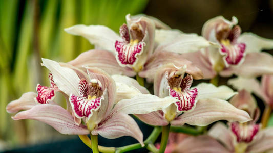 白色和粉红色兰花混合有选择的焦点, 船兰花花在一个温室在喜马拉雅山东部