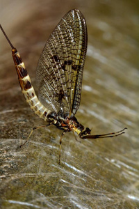 带褐色背景的飞蚊蚊子照片