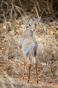 dikdik 非洲国家保护区