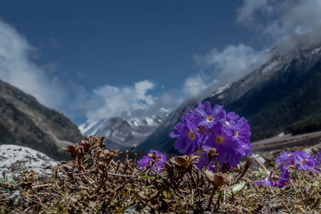 印度锡金 Yumthang 河谷的紫色花朵 报春被粉 或喜马拉雅樱草