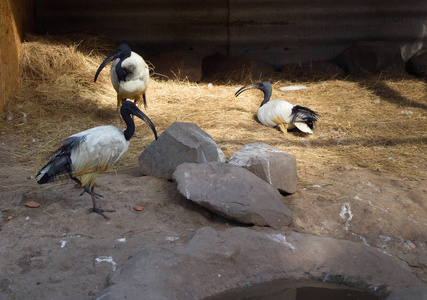 三头 threskiornis 鹮站立, 步行和坐在动物园附近的水地方的羊群