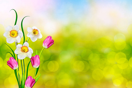 绚丽多彩的春天的花朵水仙花和郁金香