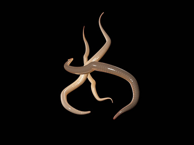 蛔虫图片-蛔虫素材-蛔虫插画-摄图新视界