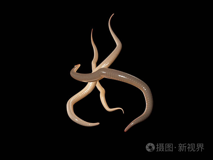 3d寄生蛔虫孤立黑色背景的图解