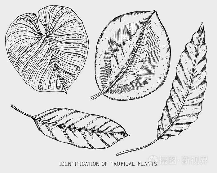 刻,手绘热带或充满异国情调的叶子分离,不同的年份看植物的叶子.